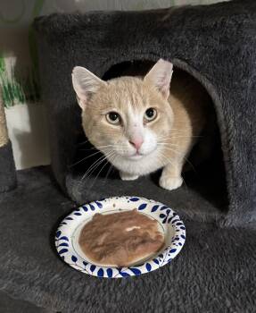 Rescue Domestic Short Hair Cats for Adoption in Anderson, South Carolina - Norman | PetCurious