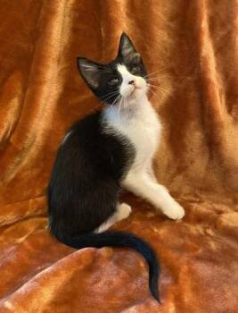 Rescue Domestic Short Hair and Tuxedo Cats for Adoption in Liverpool, Texas - Felix | PetCurious