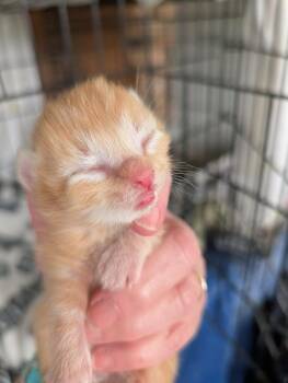 Domestic Short Hair Cats Available for Adoption in Portland, Indiana - Soup Kitten Orange 2 | PetCurious
