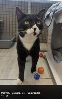 Domestic Short Hair Cats Available for Adoption in Mississauga, Ontario - Domino - Pet Valu Oakwoods | PetCurious