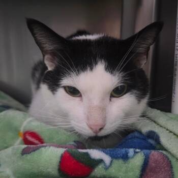 Leroy -  Domestic Short Hair Cat for Adoption in Lakeland, Florida - Leroy | PetCurious