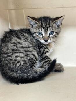 Whiskey -  Tiger Cat for Adoption in Plymouth, Connecticut - Whiskey | PetCurious