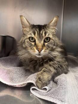 Domestic Long Hair Cats Available for Adoption - Timon | PetCurious