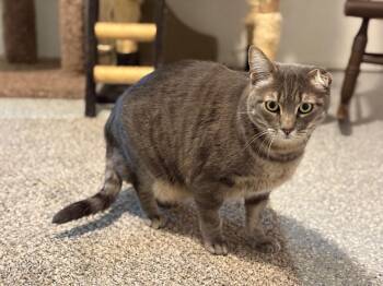 Rescue Tabby Cats for Adoption in Carson City, Nevada - Samson | PetCurious