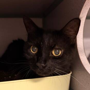Domestic Medium Hair Cats Available for Adoption in Port Charlotte, Florida - Nox | PetCurious