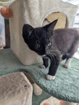 Domestic Short Hair Cats Available for Adoption in Oswego, South Carolina - Equinox  | PetCurious