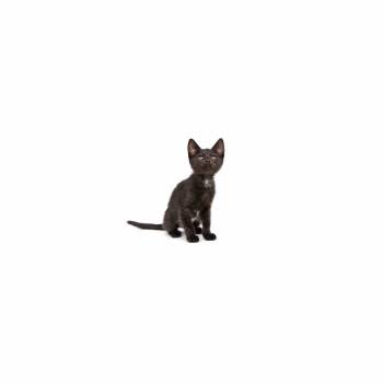 Domestic Short Hair Cats Available for Adoption in Los Angeles, California - Larkspur | PetCurious