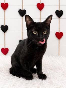 Sedona -  Domestic Short Hair Cat for Adoption in Corpus Christi, Texas - Sedona | PetCurious