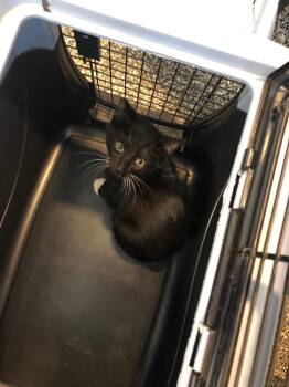 Domestic Short Hair Cats Available for Adoption in Columbia, Tennessee - Mollie | PetCurious