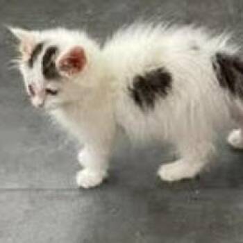 Sylvia (in Chestertown, MD) -  Domestic Short Hair Cat for Adoption - Sylvia (in Chestertown, MD) | PetCurious