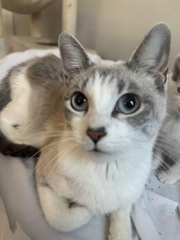 Rescue Snowshoe Cats for Adoption in Chicago, Illinois - Esprit | PetCurious