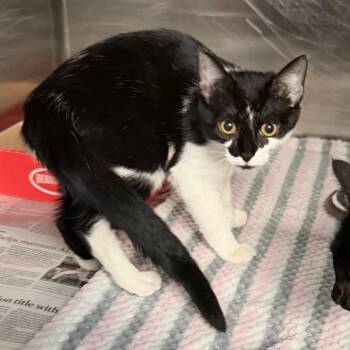 Cookie -  Domestic Short Hair Cat for Adoption in Belleville, Illinois - Cookie | PetCurious