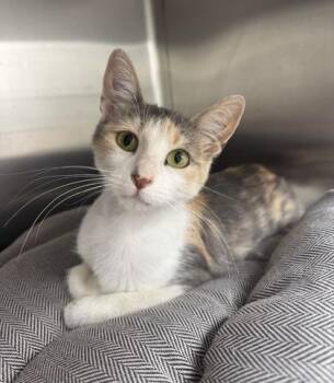 Rescue Domestic Short Hair and Dilute Calico Cats for Adoption in Orland Hills, Illinois - Melika | PetCurious