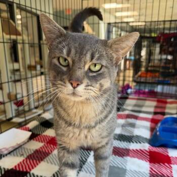 Lizard -  Domestic Short Hair Cat for Adoption in Riverwoods, Illinois - Lizard | PetCurious