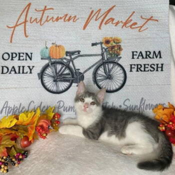 Rescue Domestic Short Hair Cats for Adoption in Akron, Ohio - Cocktail Crew - MANGO TANGO | PetCurious