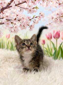 Storm -  Domestic Short Hair Cat Available for Adoption in Tehachapi, California - Storm | PetCurious