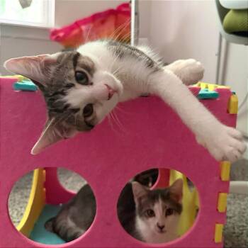 Salami (AKA Bam) -  Domestic Short Hair Cat for Adoption in Cumming, Georgia - Salami (AKA Bam) | PetCurious