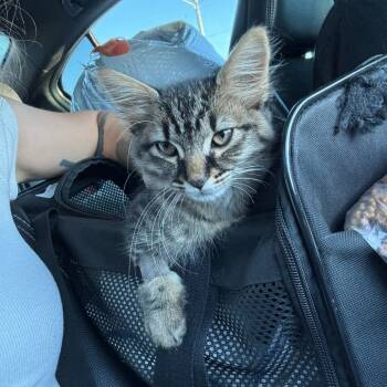 Rescue Domestic Medium Hair Cats for Adoption in Lutz, Florida - Bone Crusher | PetCurious