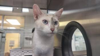 ALLIE -  Domestic Short Hair Cat for Adoption in Pueblo, Colorado - ALLIE | PetCurious