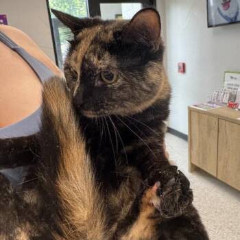 Domestic Short Hair Cats Available for Adoption in Des Moines, Iowa - Miss Girl -- Bonded Buddy With Morpheus | PetCurious