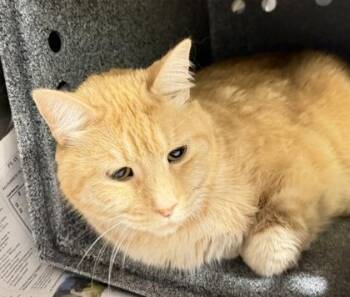 Domestic Long Hair and Domestic Short Hair Cats Available for Adoption - Oliver | PetCurious