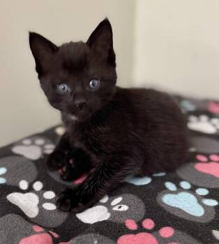Rescue Domestic Short Hair Cats for Adoption in Montclair, New Jersey - Colm | PetCurious