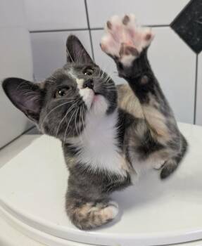 Bubble -  Domestic Short Hair Cat for Adoption in Homer Glen, Illinois - Bubble | PetCurious