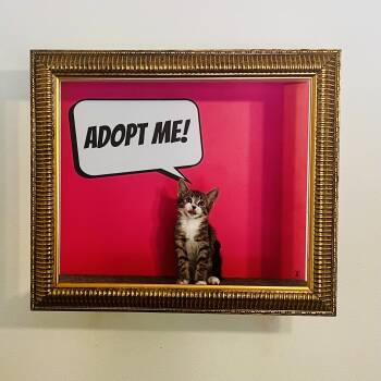 Michi -  Tabby Cat for Adoption in Los Angeles, California - Michi | PetCurious