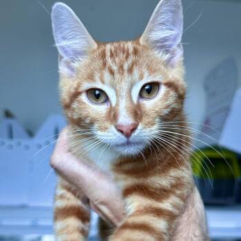 Halloween -  Domestic Short Hair Cat for Adoption in Matteson, Illinois - Halloween | PetCurious