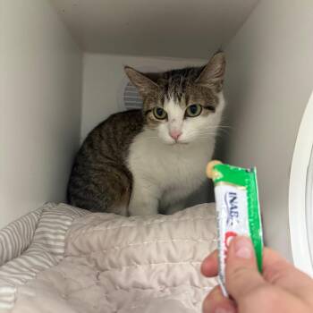 String Bean -  Domestic Short Hair Cat for Adoption in Chaska, Minnesota - String Bean | PetCurious
