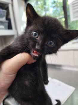 Rescue Domestic Short Hair Cats for Adoption in Pomona, New York - Maddox | PetCurious