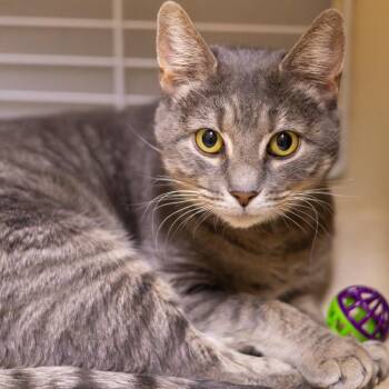Domestic Short Hair Cats Available for Adoption in Wilmington, Delaware - Nova 0 | PetCurious