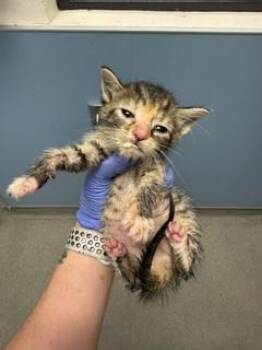 ALLY -  Domestic Short Hair Cat Available for Adoption in Doral, Florida - ALLY | PetCurious