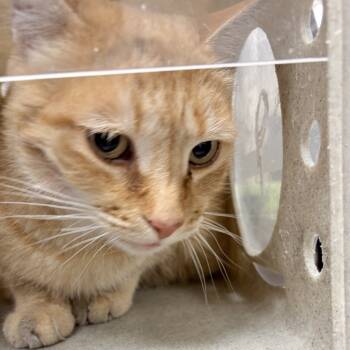 Rescue Domestic Short Hair Cats for Adoption in Philadelphia, Pennsylvania - Sonny Boy | PetCurious