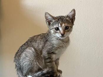 CINNAMON -  Domestic Short Hair Cat for Adoption in Colorado Springs, Colorado - CINNAMON | PetCurious