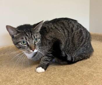 Russell -  Domestic Short Hair Cat for Adoption in Rochester, Indiana - Russell | PetCurious