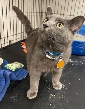 ZACHARY -  Domestic Short Hair Cat for Adoption in Muskegon, Michigan - ZACHARY | PetCurious
