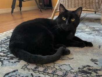 SHEEBA -  Domestic Short Hair Cat for Adoption in Colorado Springs, Colorado - SHEEBA | PetCurious