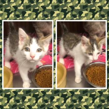BEANS -  Domestic Short Hair Cat for Adoption in Buckhannon, West Virginia - BEANS | PetCurious