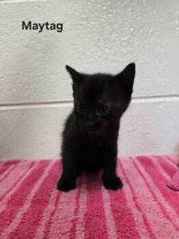 Domestic Short Hair Cats Available for Adoption in Spruce Pine, North Carolina - Maytag | PetCurious