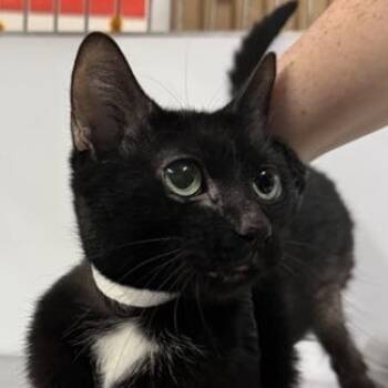 Rescue Domestic Short Hair Cats for Adoption in New York, New York - Sandworm | PetCurious