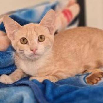 Giggle -  Tabby Cat for Adoption in Green Valley, Arizona - Giggle | PetCurious