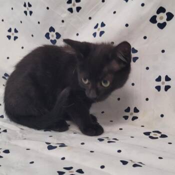 Chrysler -  Domestic Short Hair Cat for Adoption in Coos Bay, Oregon - Chrysler | PetCurious