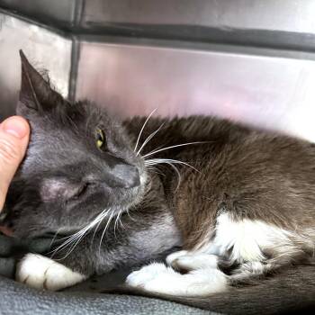 Betty -  Domestic Short Hair Cat for Adoption in Austin, Texas - Betty | PetCurious