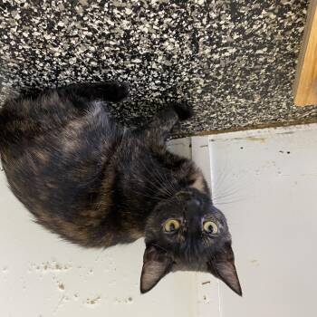 clothilde -  Tortoiseshell Cat Available for Adoption in Mckenzie, Tennessee - Clothilde | PetCurious