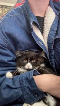 Astra -  Domestic Long Hair Cat for Adoption in Augusta, Georgia - Astra | PetCurious
