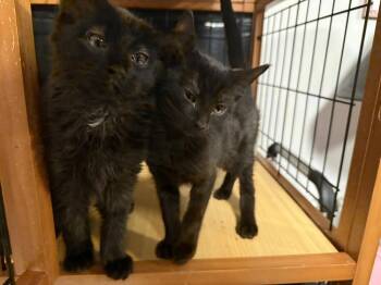 Odelia -  Domestic Short Hair Cat for Adoption in Scranton, Pennsylvania - Odelia | PetCurious
