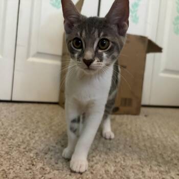 Lily White -  Tabby and Domestic Short Hair Cat for Adoption in Chattanooga, Tennessee - Lily White | PetCurious