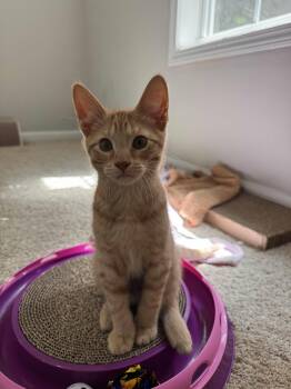 Oliver Twist -  Domestic Short Hair Cat for Adoption in Buford, Georgia - Oliver Twist | PetCurious
