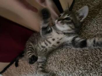 Stott -  Domestic Short Hair Cat for Adoption - Stott | PetCurious